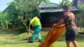 Enormous monitor lizard fights animal rescue team in Thailand