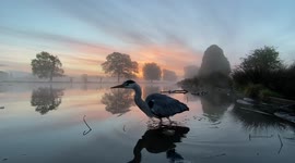 This calming clip of a heron at sunrise in London is pure food for the soul
