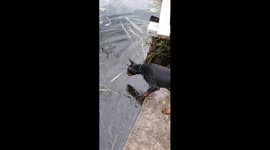 The dog accidentally fell into the water trying to play with it.