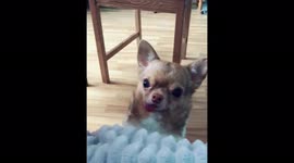 Chihuahua doing apologizes with funny voice for bad behavior.
