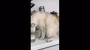 temp