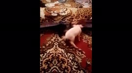 Lovely little rescued pig from Russia plays with her new best friend