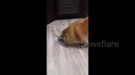 The cutest friendship between dog and parrot from Minsk, Belarus