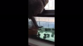Adventurous Ukrainian cat arranged a turtle fishing with his own tail