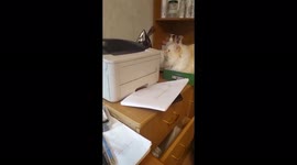Fluffy cat arranged a hunt for printer paper in Khabarovsk, Russia