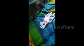 Cute kitten from Gomel, Belarus tries to get some fresh air