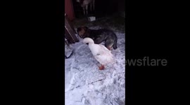 This clingy Russian goose just won't leave her dog friend alone