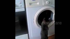 Cute kitten from Brest, Belarus helps his owners with household chores