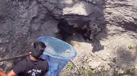 Dog rescued after spending four days with deadly viper inside 100-feet-deep well in India