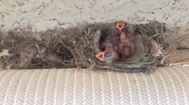 One day old baby birds wanting food from mom raising their heads in wait