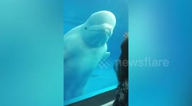 You talkin' to me? Beluga whale channels tough guy De Niro