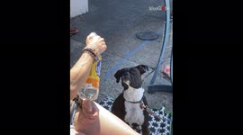 'Boxer Attempts to Fight Water Coming out of a Spray Bottle'