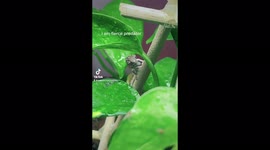 Baby chameleon trying to hunt