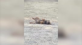 Moment cheeky dog THROWS herself to the floor as she refuses to accept her walk is over