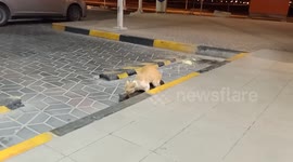 Cats mating which is so rare to see