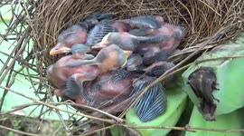 Troop of elephants destroyed an entire banana plantation but left only one banana tree as there was  a nest with new born chicks in that particular banana tree