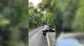 Wild elephant terrifies passing drivers on mountain road in Thailand