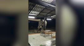 Midnight snack? Massive elephant wanders into the restaurant at night