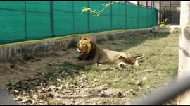 Two lionesses test positive for Covid-19 at India's Etawah Safari Park
