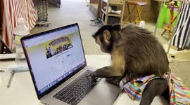 Capuchin Monkey Sasha using her laptop to work on her Facebook Page