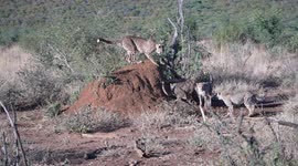 Cheeta cubs playing in the wild in South Africa
