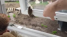 Little bird freed after becoming trapped in UK house