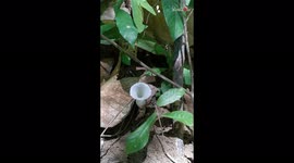 'Breathtaking Flowery Nest Entrance Designed & Built by Bees'