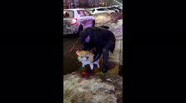 Corgi are carried through a puddle so that it do not get muddy due to their short legs.