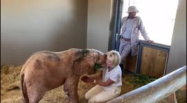 Orphaned albino elephant, Khanyisa, excitedly greets HERD founder, Adine Roode, shortly after being rescued in 2020