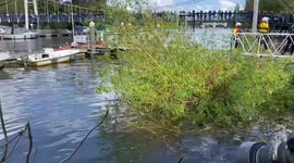 Whale at Teddington lock bank