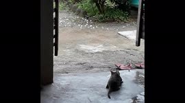 CAT HUNTS BIRD / CAT HUNTING POSE IN ODISHA / CAT GETTING REEDY TO ATTACK