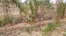 CAT WALKING IN GARDEN / BLACK & WHITE CAT WALKING IN THE GARDEN