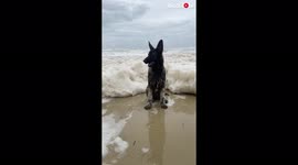 'Australian Dog Vanishes as Wave of Sea Foam Hits the Shore'