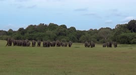 Herd of elephants move across field to quench their thirst in Sri Lanka