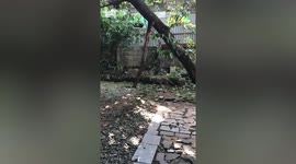 Angry bird attacks pet cat lurking under its tree in the Philippines
