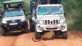 leopard chickking a smell of onother leopard under the safari jeep