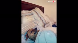 ''Sheeeeeeesh!' Brooklyn Man Films Dog Rising Up from its Bed'