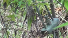 wildlife officers treat to leopard who injurd by trap in sri lanka