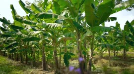 Thai designer makes luxury handbags from banana leaves