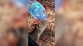 Kind animal rescuer gives water to thirsty king cobra in Thailand