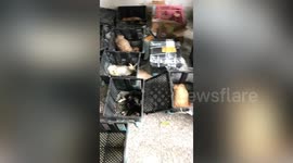 Tens of pets found dead after being mailed across China in packaged boxes