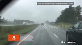 Ways to keep your pets safe during hurricanes