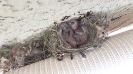 4 day old baby birds in the nest waiting on mama to feed them