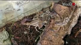 'Scorpions Fight for Food in Castellon de la Plana, Spain'