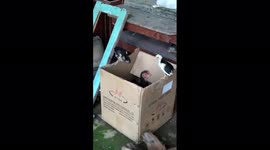 Indonesia : Chicken, Time to go home it's already late