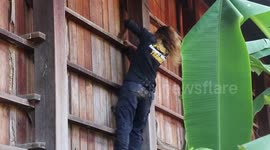 Brave female snake wrangler catches huge python curled up on wall