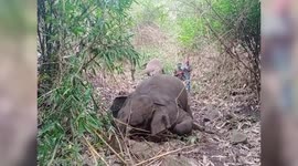 Elephants die due to lightning in northeastern India