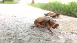 Close-up of 'Brood X' of cicadas that have emerged in Maryland