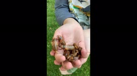 'Cicadas everywhere!' Bugs emerging in Maryland bringing excitement to the community