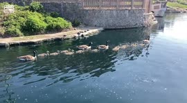 Family of ducks swim in a row in a river